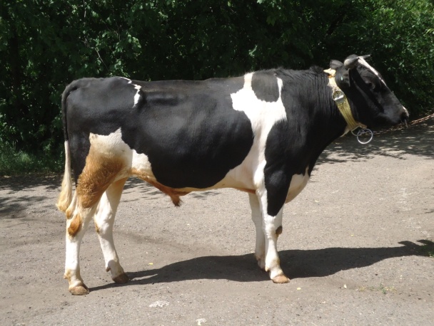 МИЛАН 5646 ET КСГФ-222